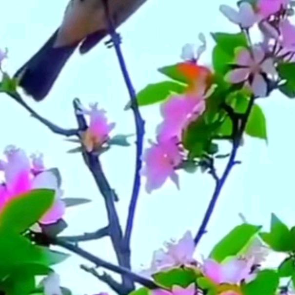 开心