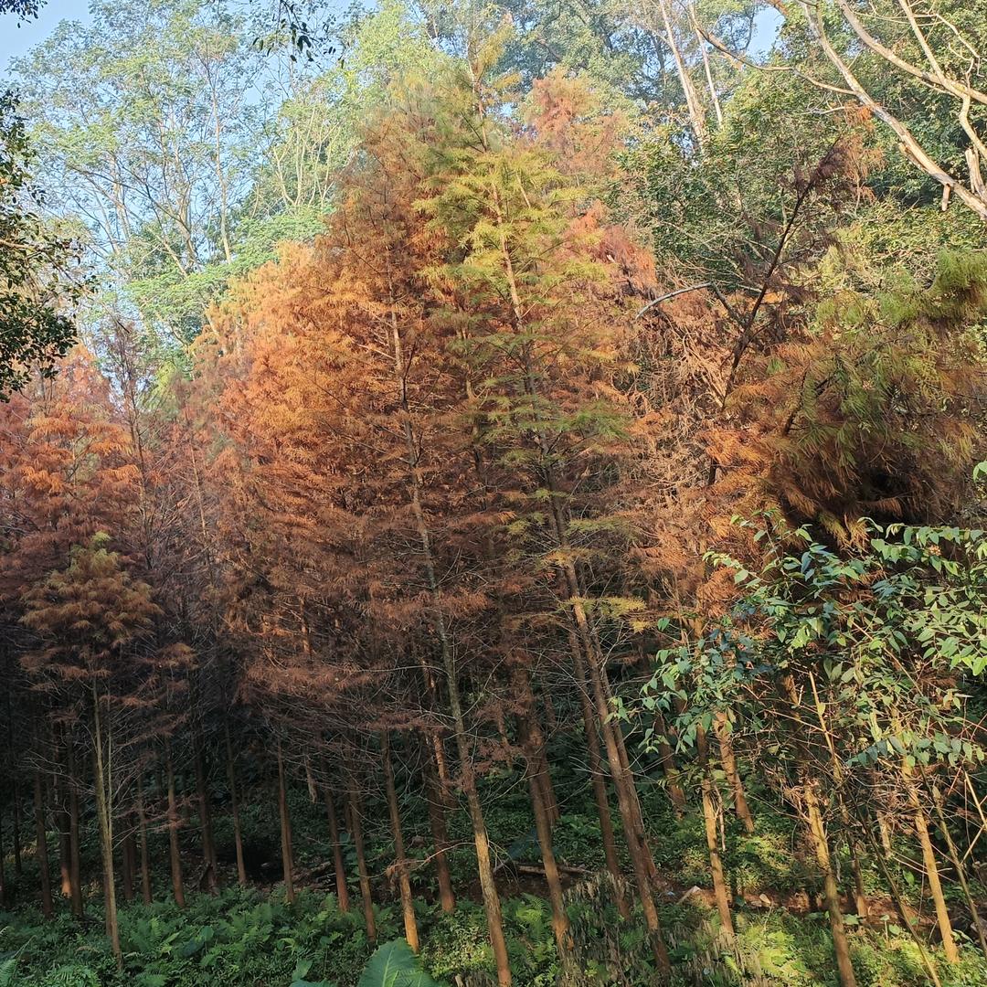 邦杰