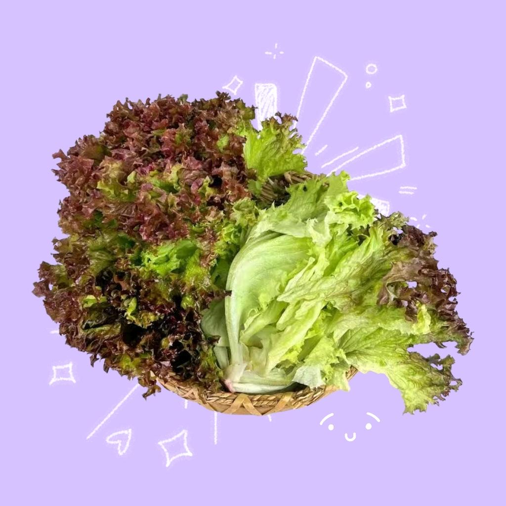 生菜￴ ￴ㅤㅤㅤㅤㅤ