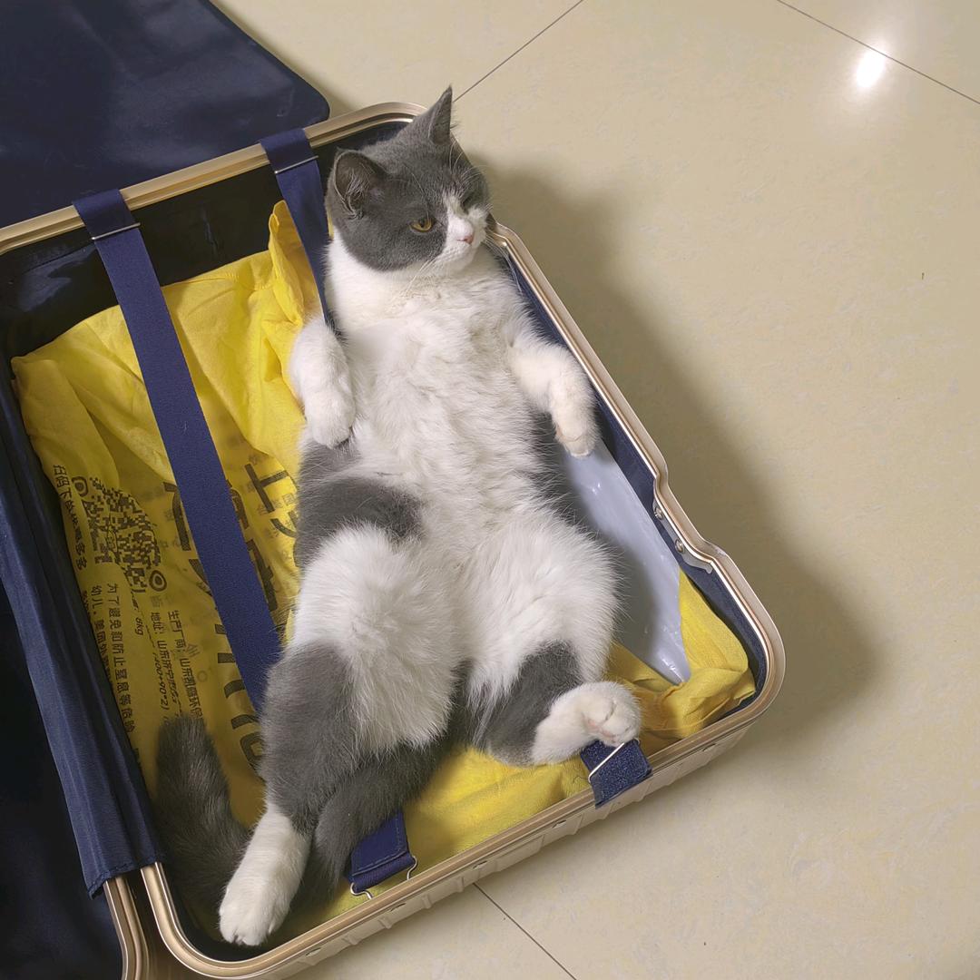 双身不狗