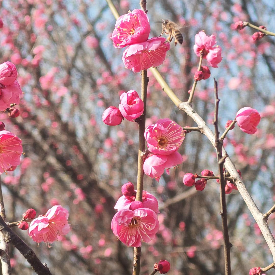 简