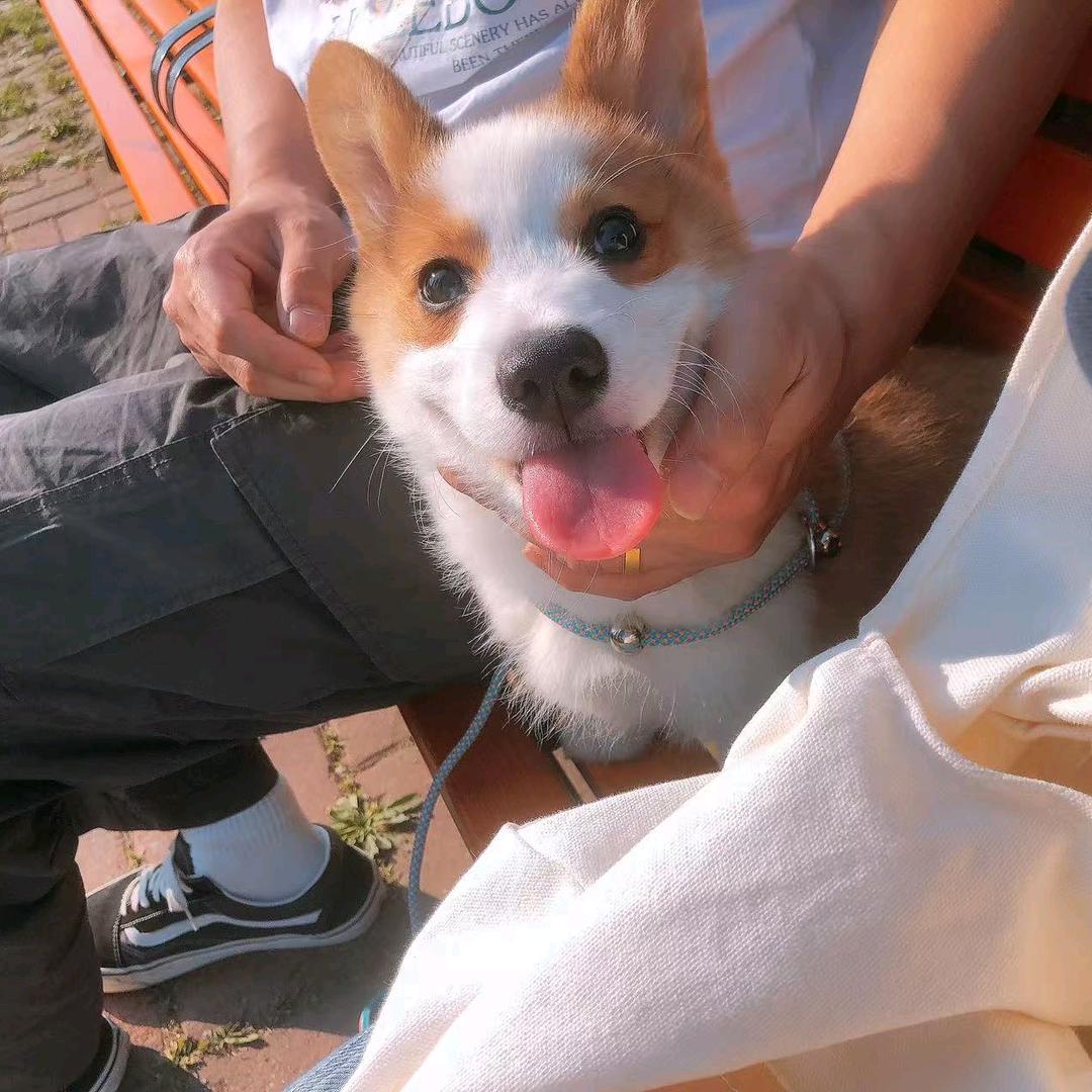小柯基Fenda