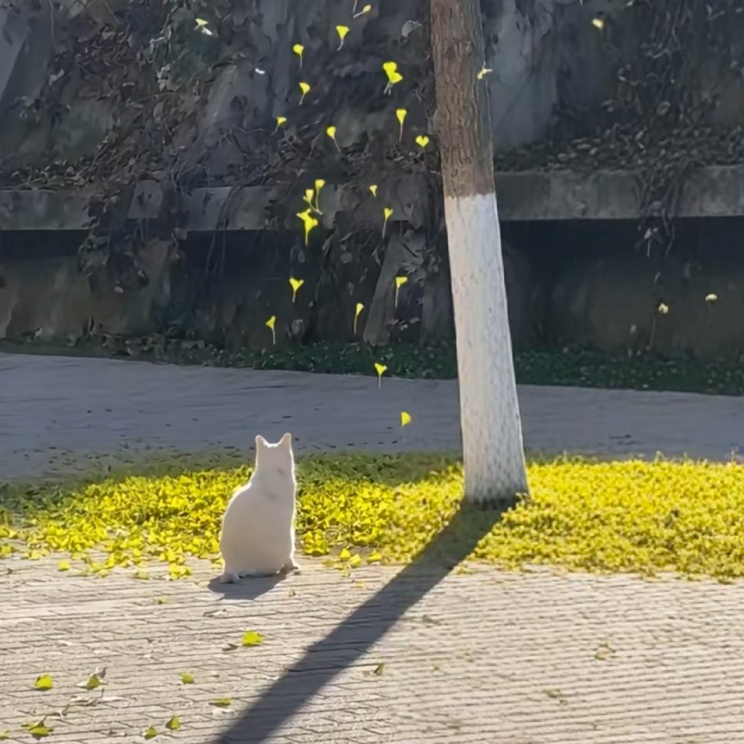 和梭子蟹不共戴天