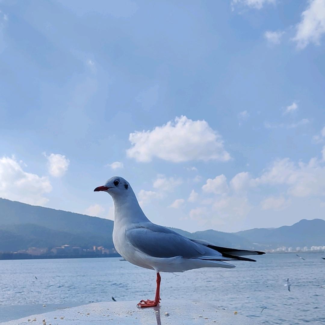 郑女士