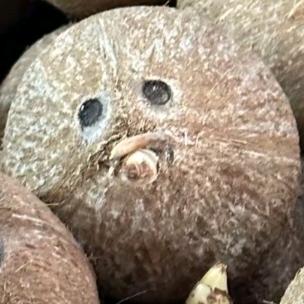 好🥥好🥥