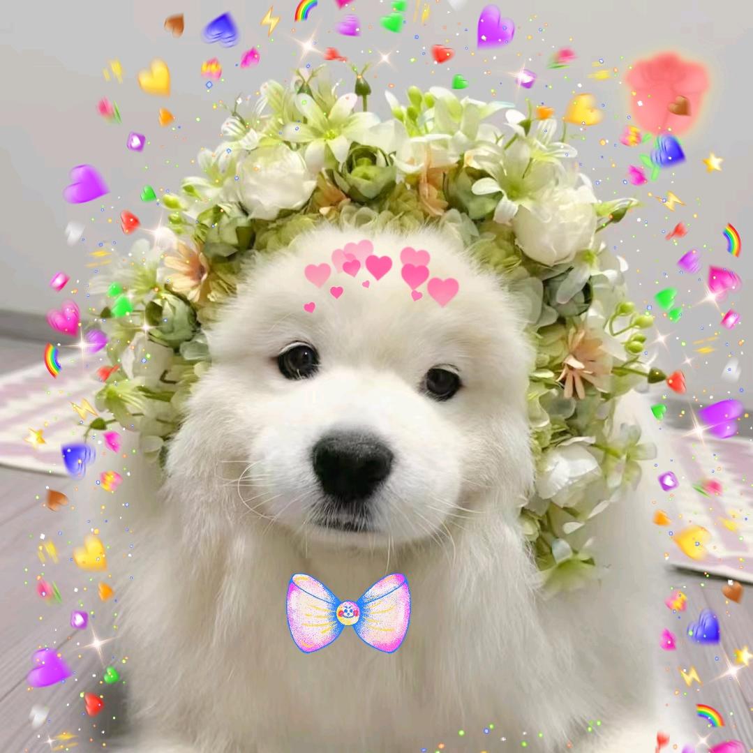 心想🍅成(有安宰贤签名版)