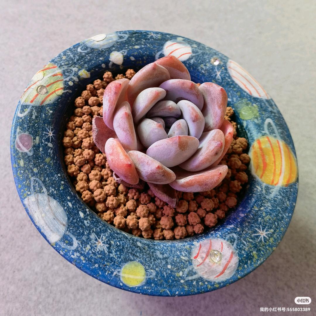 肉多多不是肉嘟嘟