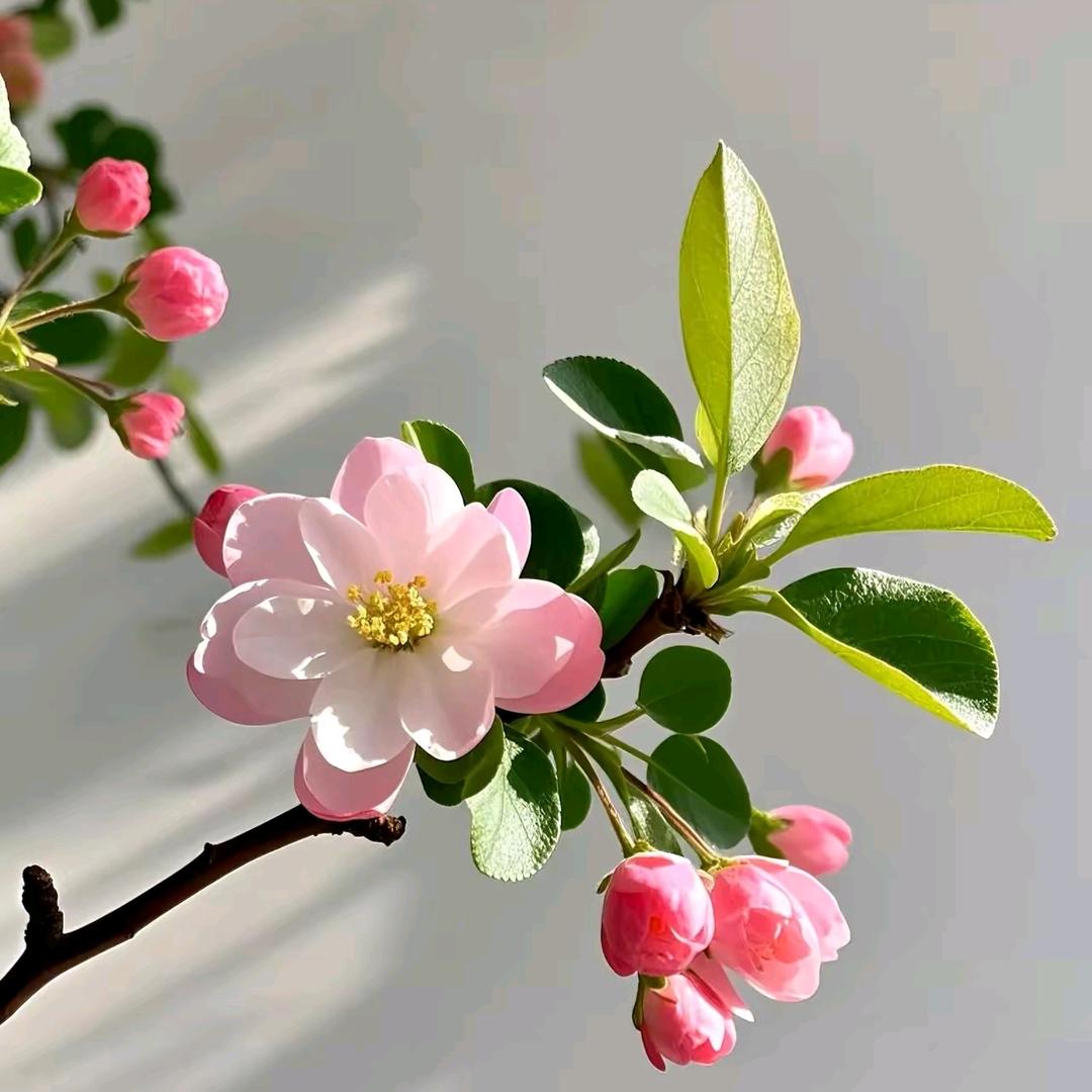 好甜🍓