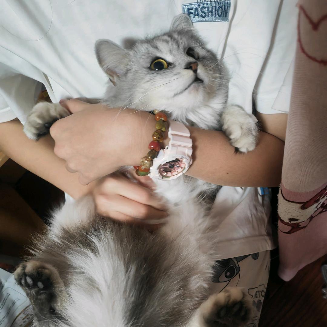 一只美美的猫
