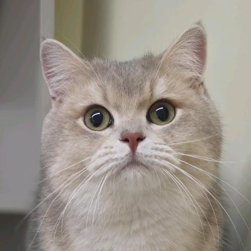 蓝莓の猫