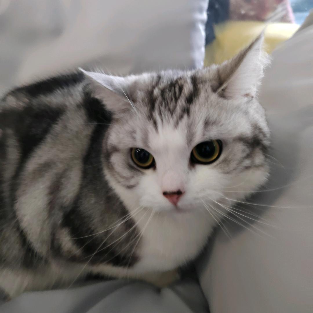 鸡M