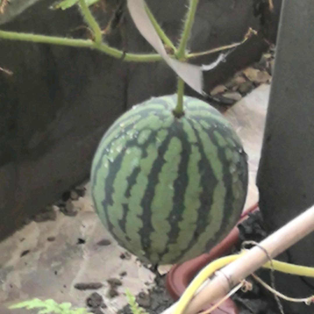 老七家好客