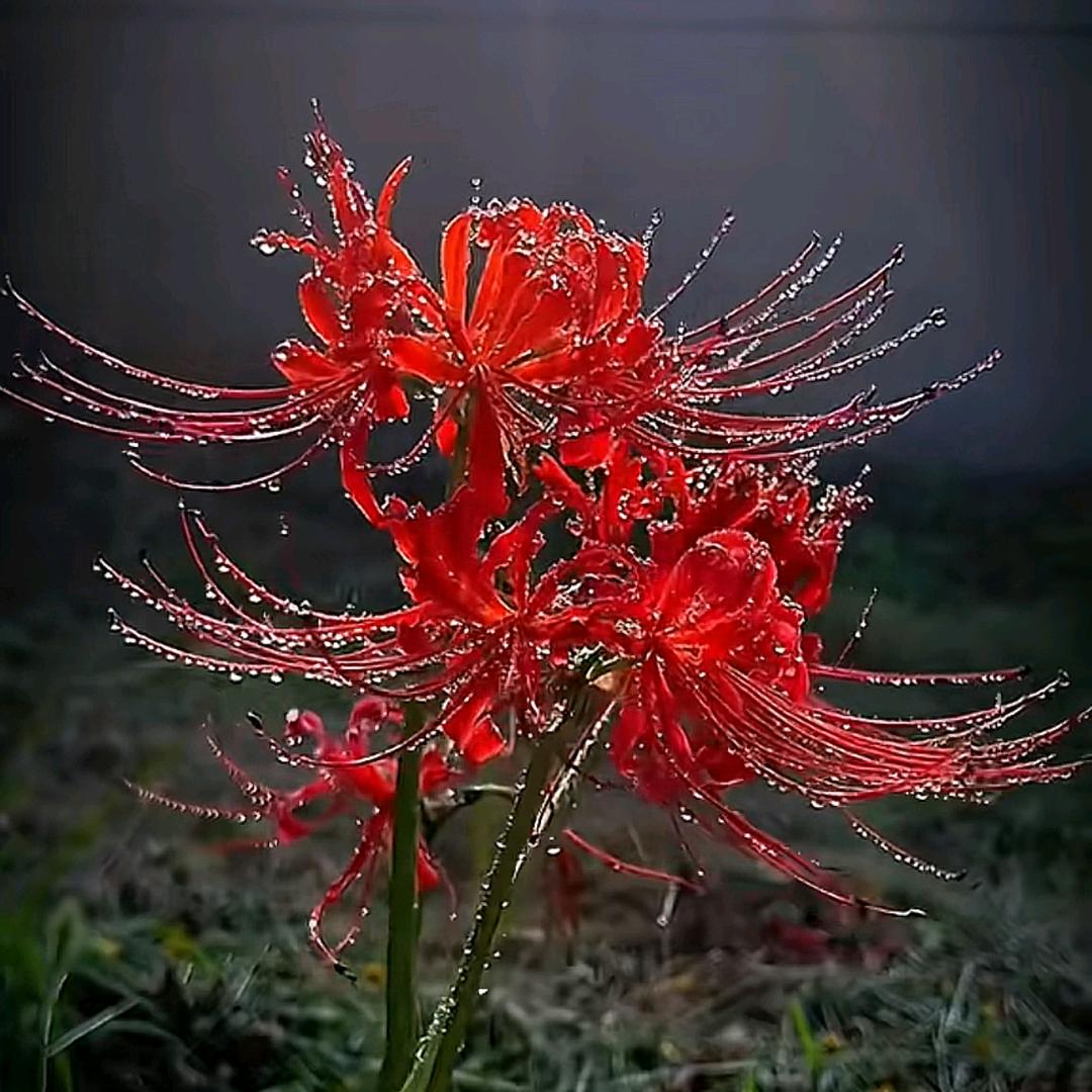 ☞无言的结局☜