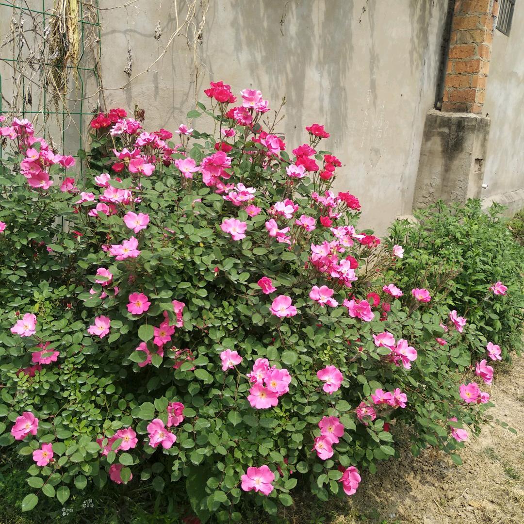 ❤️❤️❤️❤️ 心存美好。人有善念。