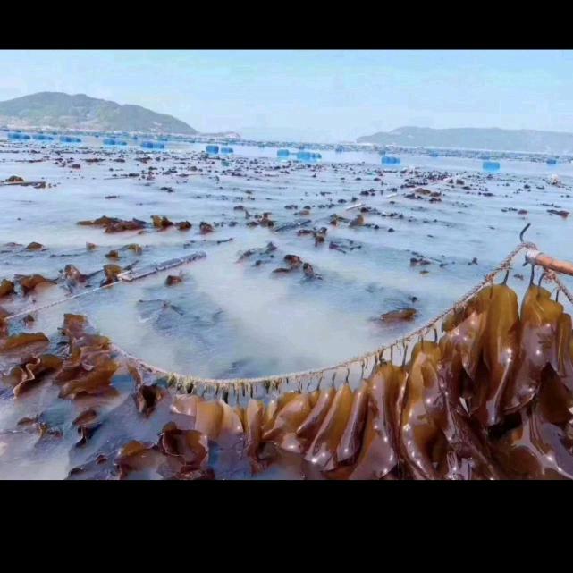 林姐霞浦正宗海产品