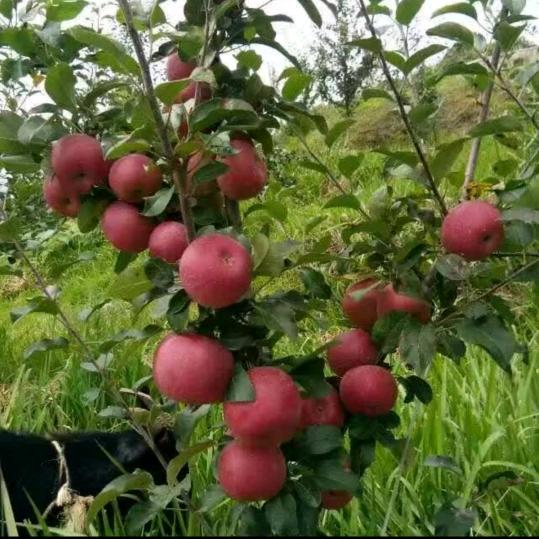 小龙正在创业中