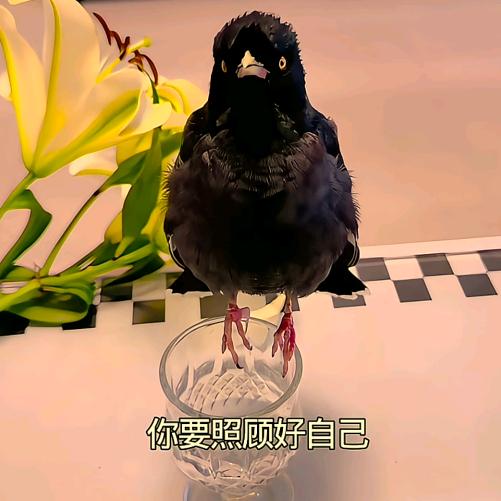 金树上天