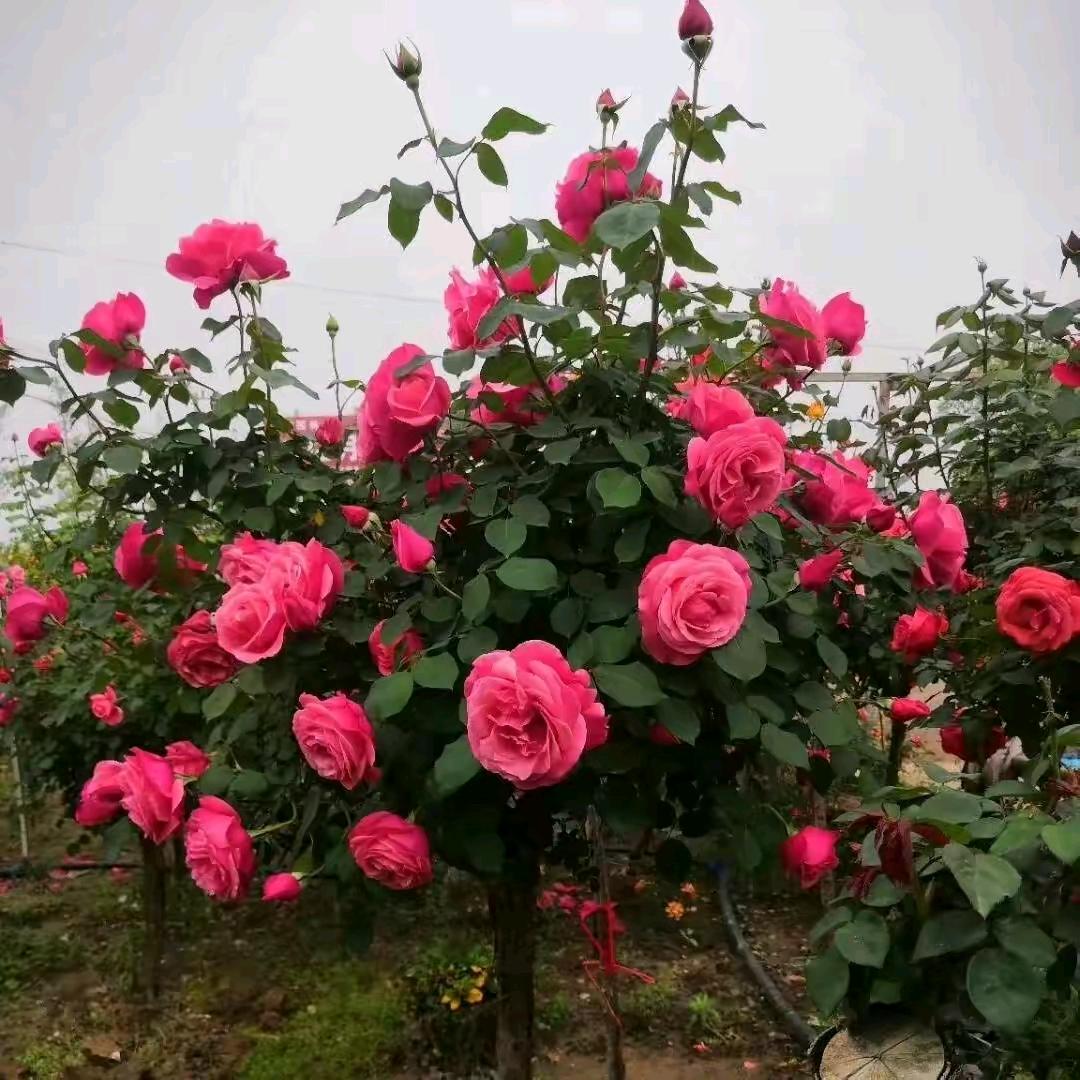 🌺美丽的花🌷