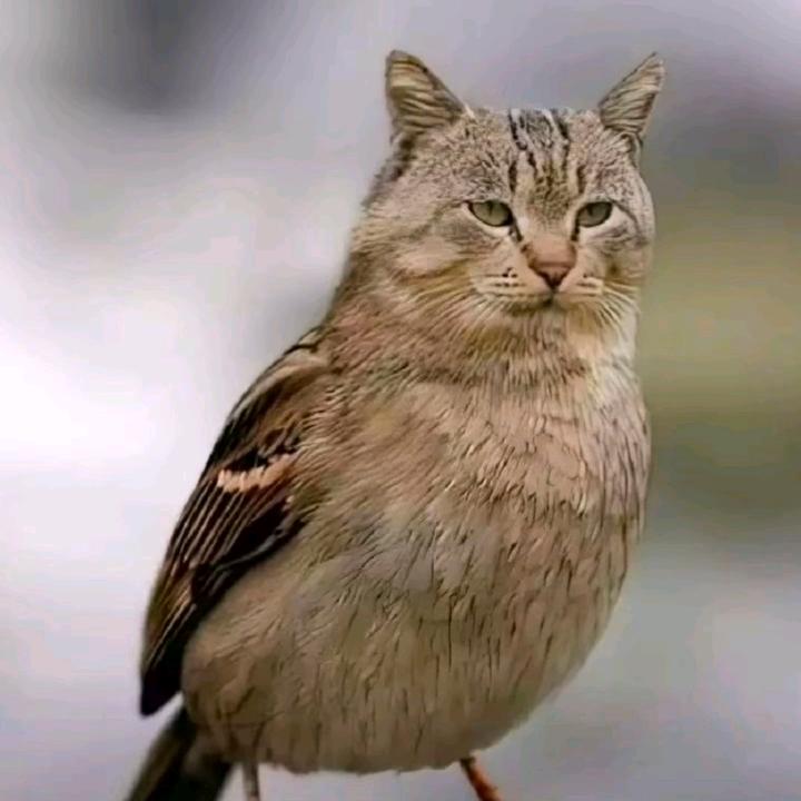 鹰头猫。杜.