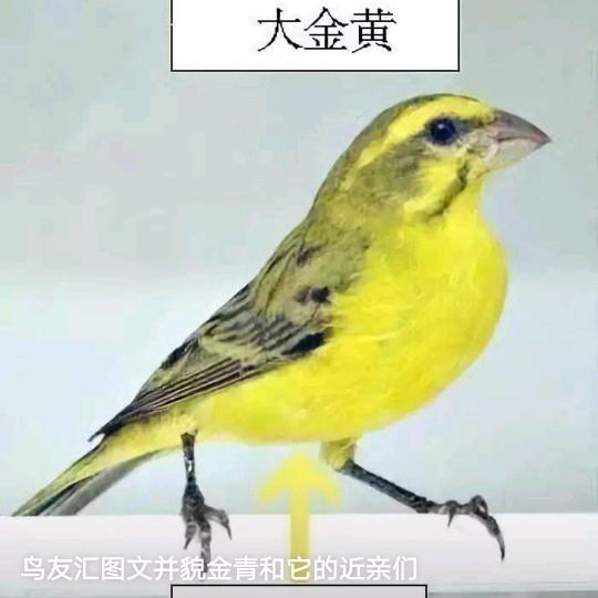 南非丝雀