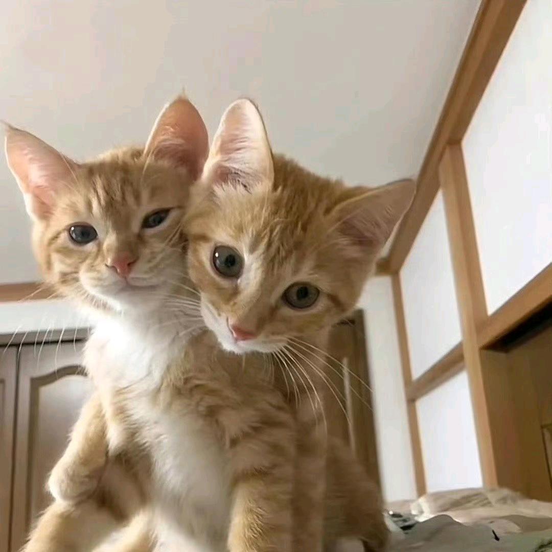 里安