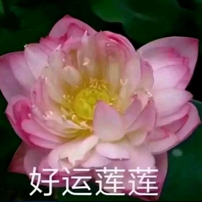 🌺🌺开心就好🌺🌺