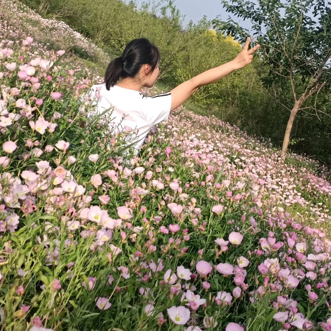 鱼木