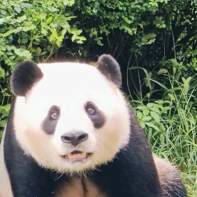 熊猫馆馆长郭哥