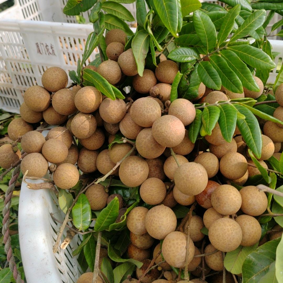 厦门龙眼干小颜