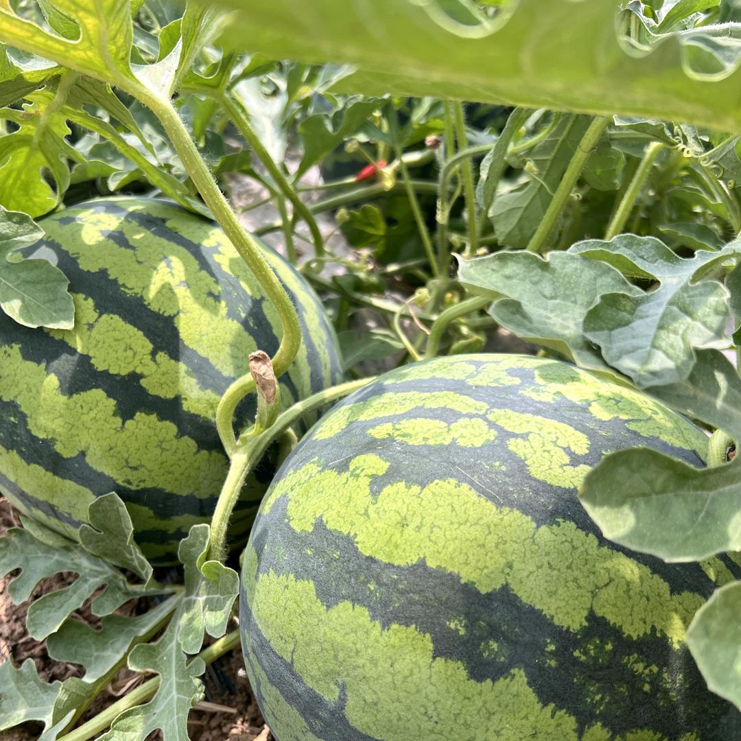 西瓜味的西瓜🍉