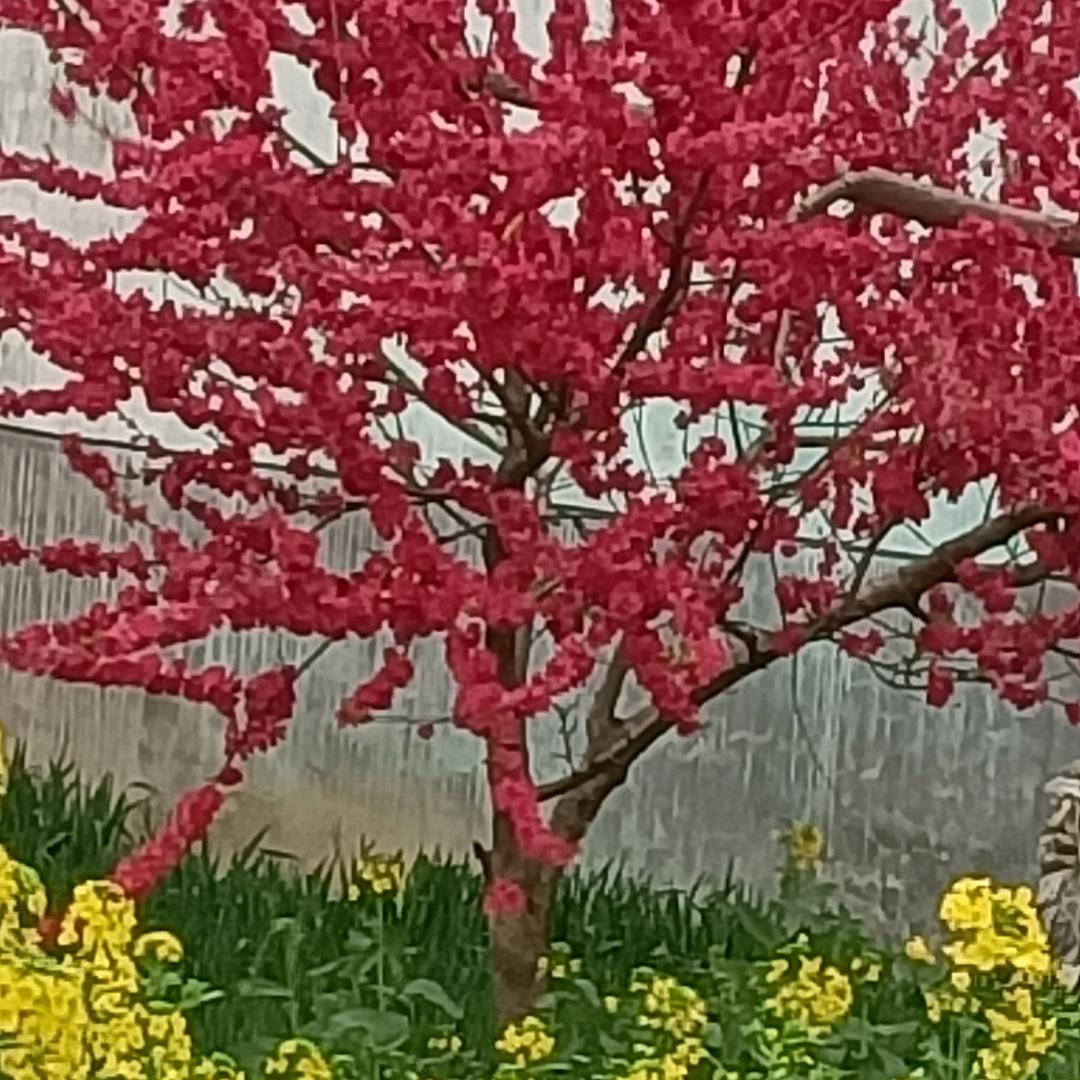 🌹🌹🌹🌹🌹🌹🌹🌹