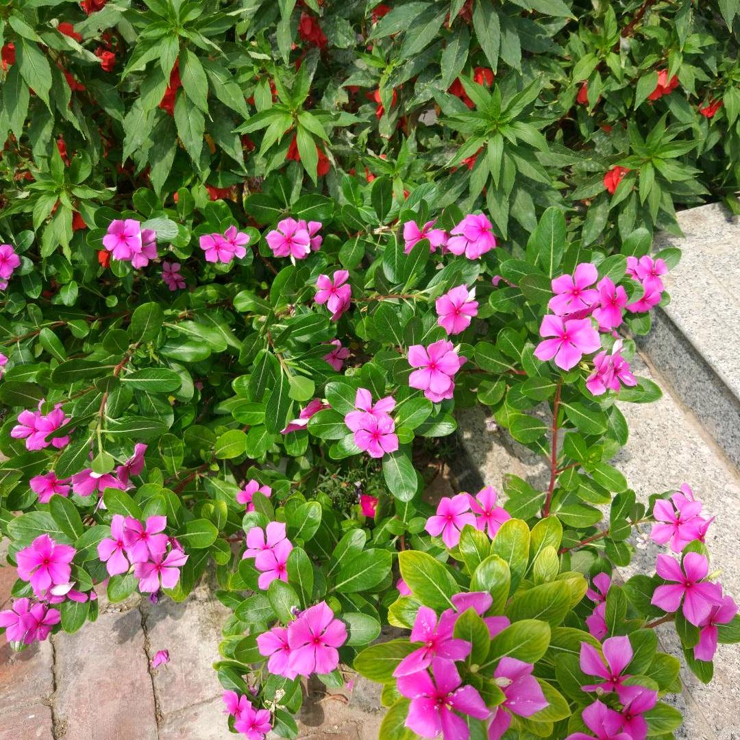 香烟的味道