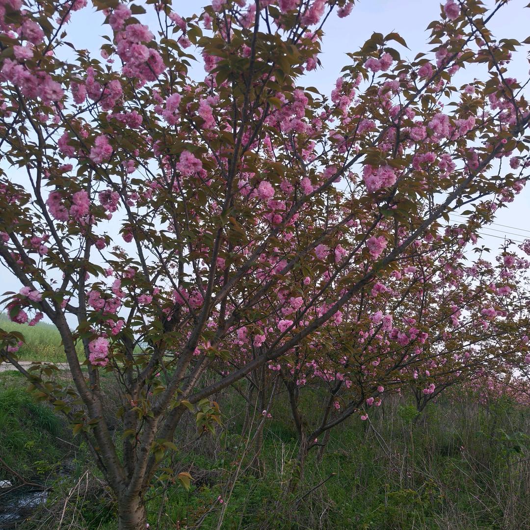 鄂豫园林