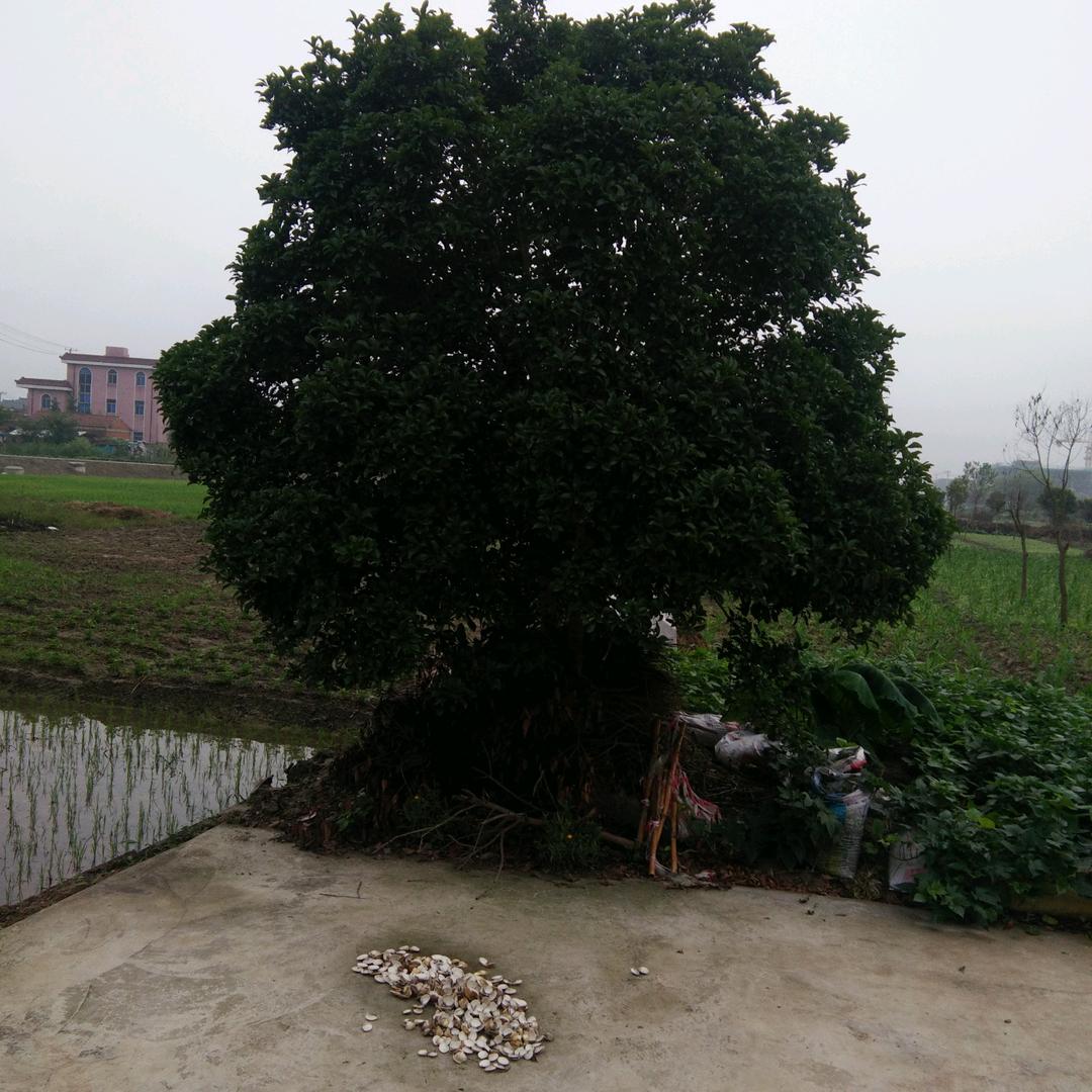 人走茶凉