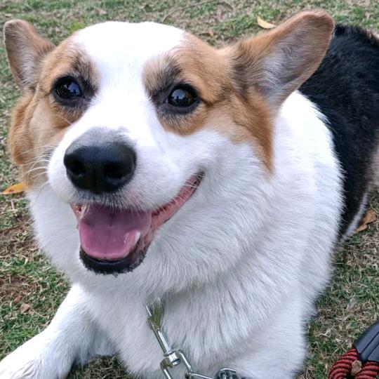 🦊快乐☀️裕王