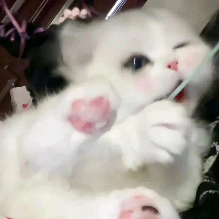 吃饭睡觉打豆豆