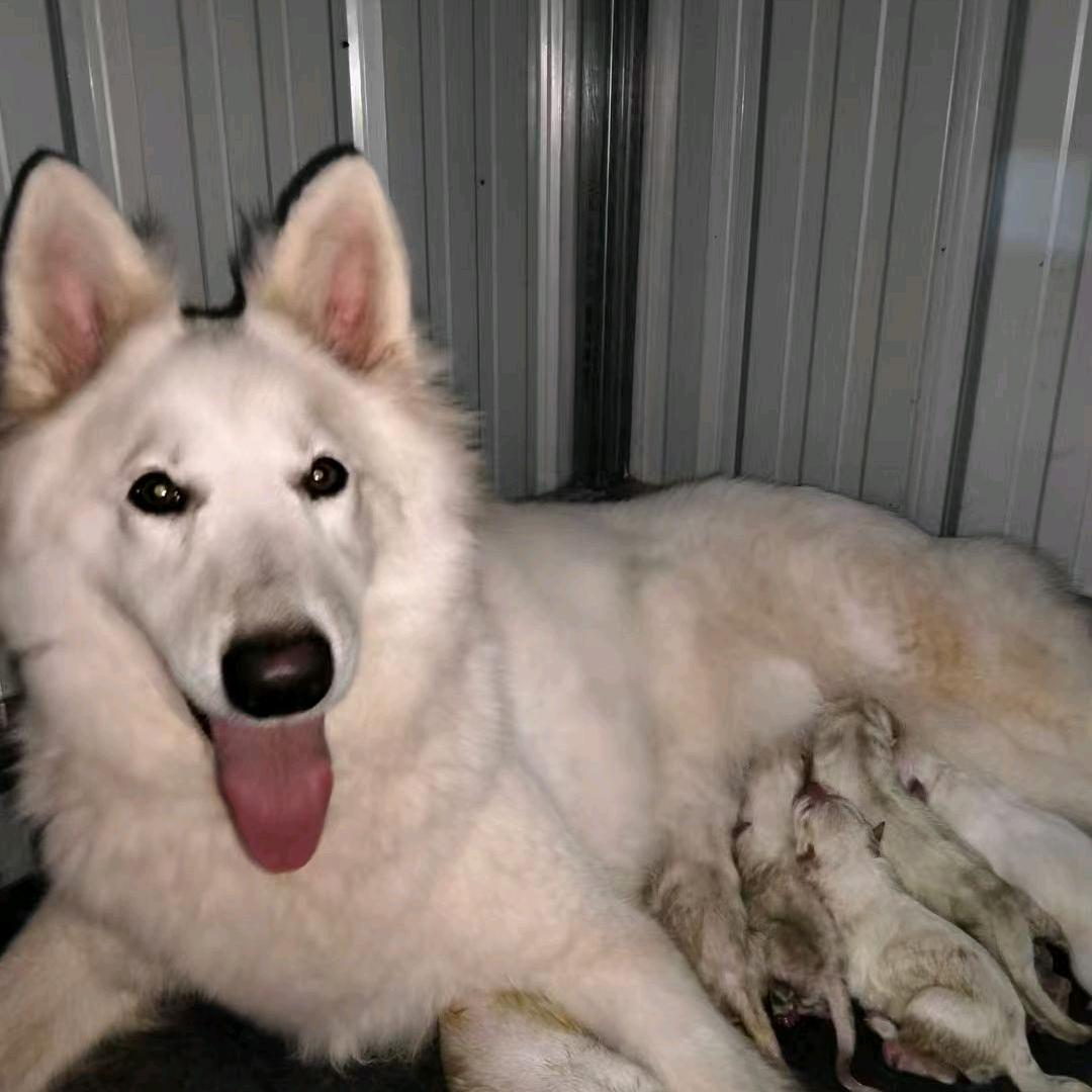 小周瑞士牧羊犬（白德牧）