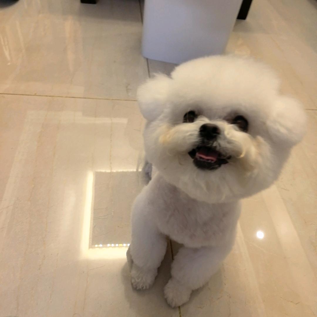 小八是只棉花熊