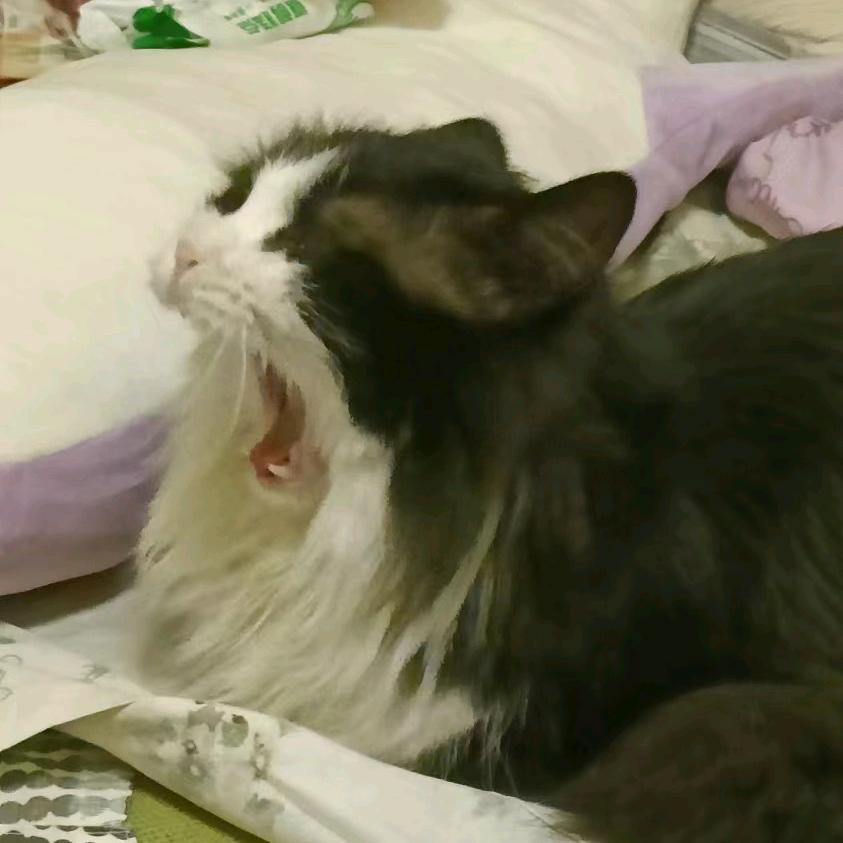 狗不留行