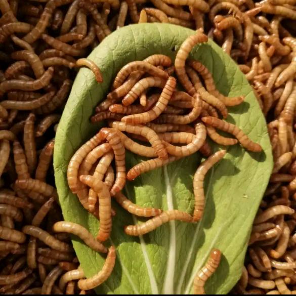 虫来虫往面包虫