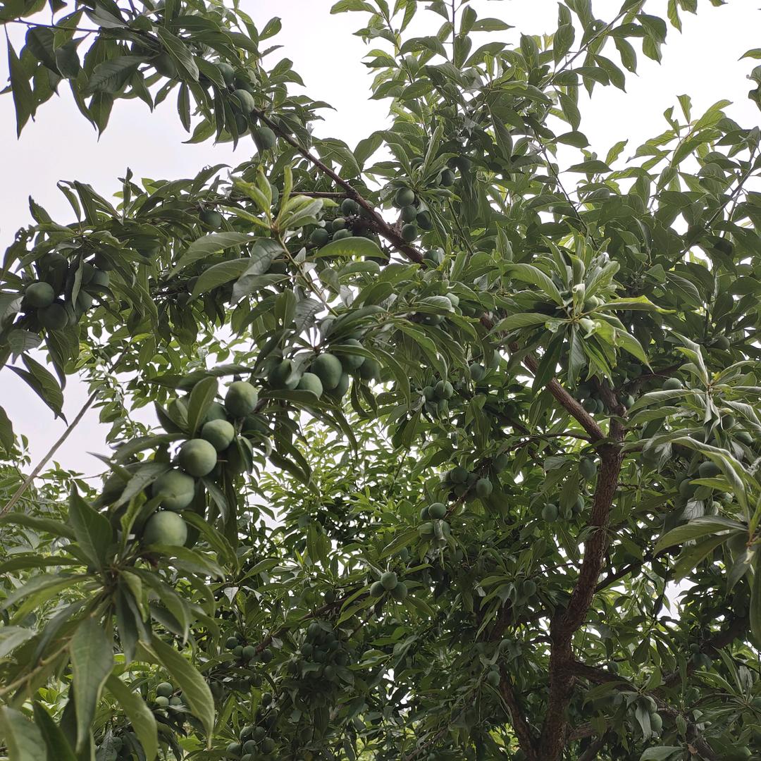 玉姐新人首播早上6.18