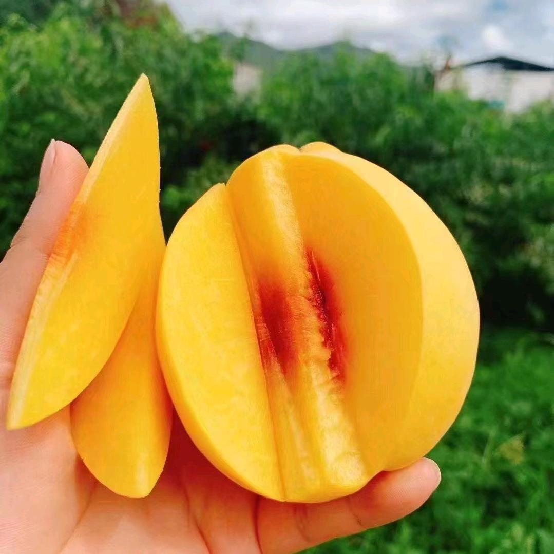 冬枣哥