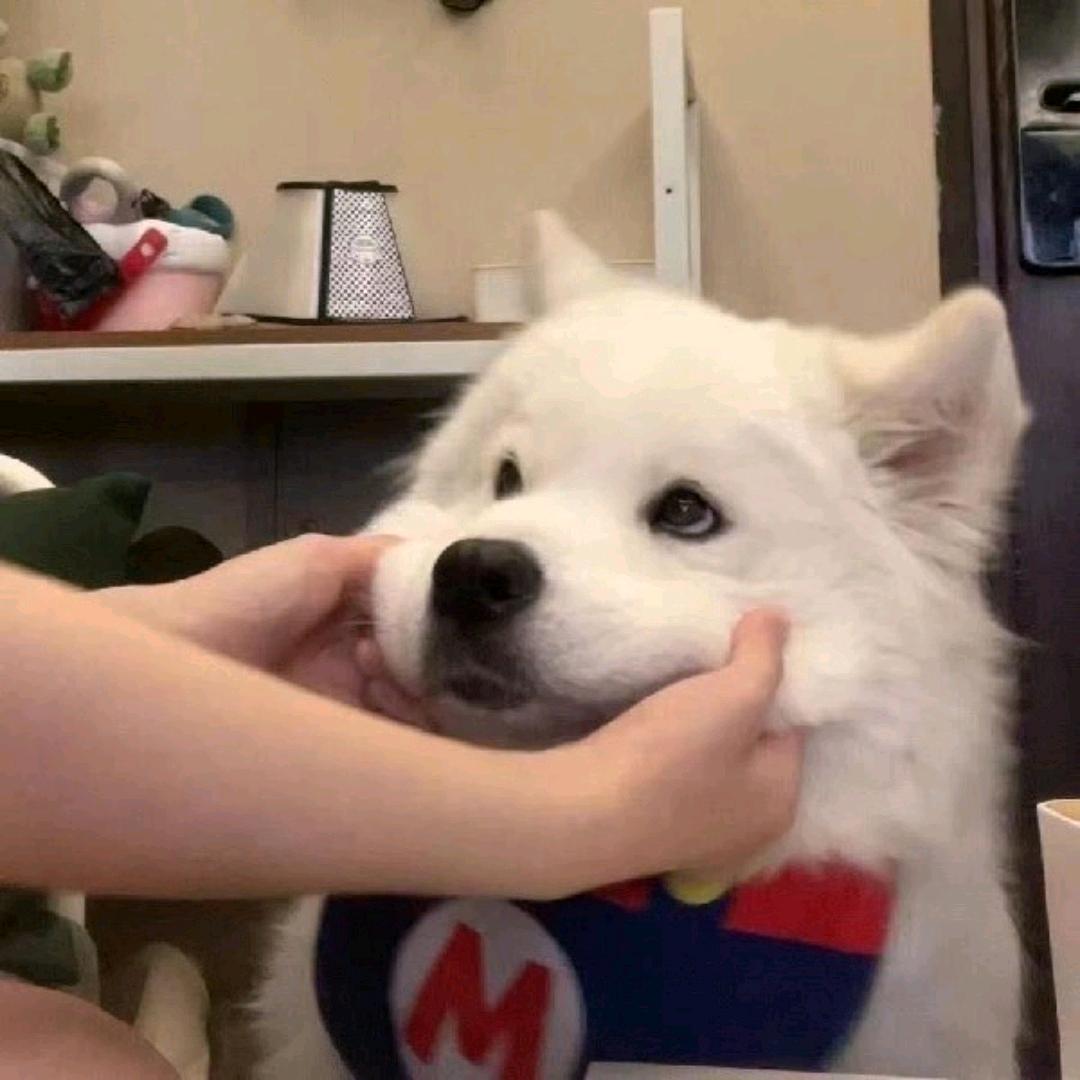 一腔诗意喂了狗