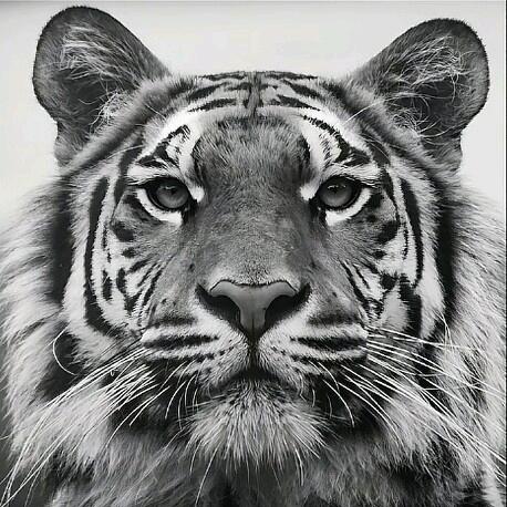 🐯