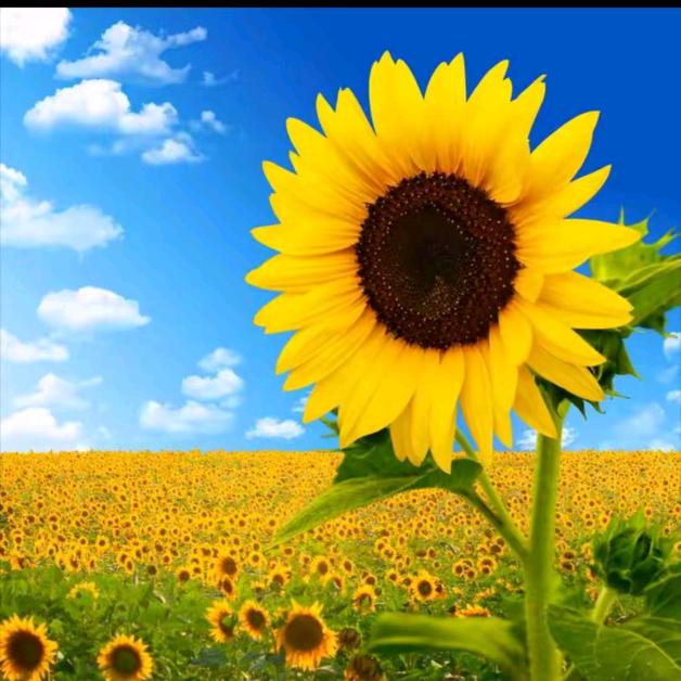 知情💔💔一年