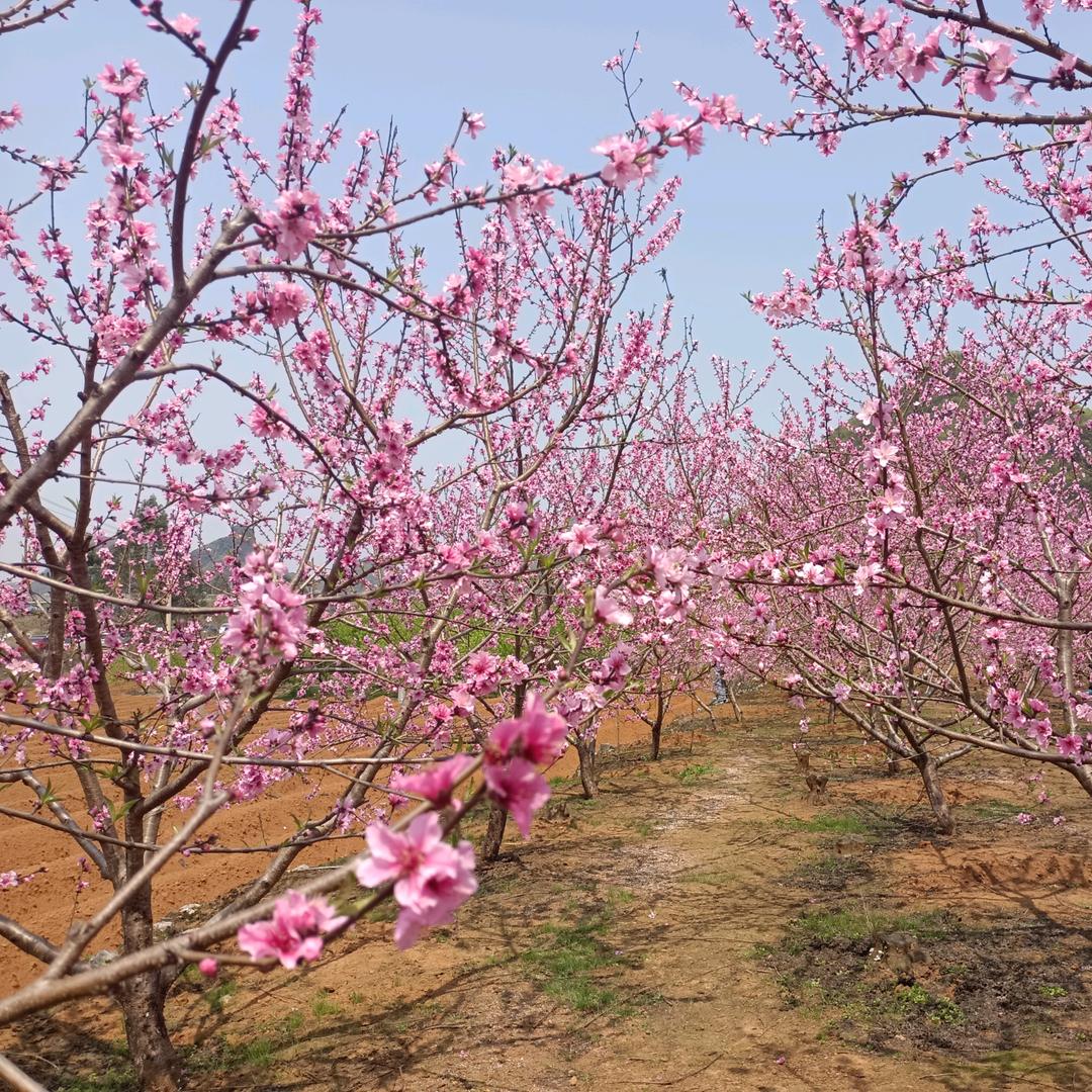 想☞我☞的☞吻