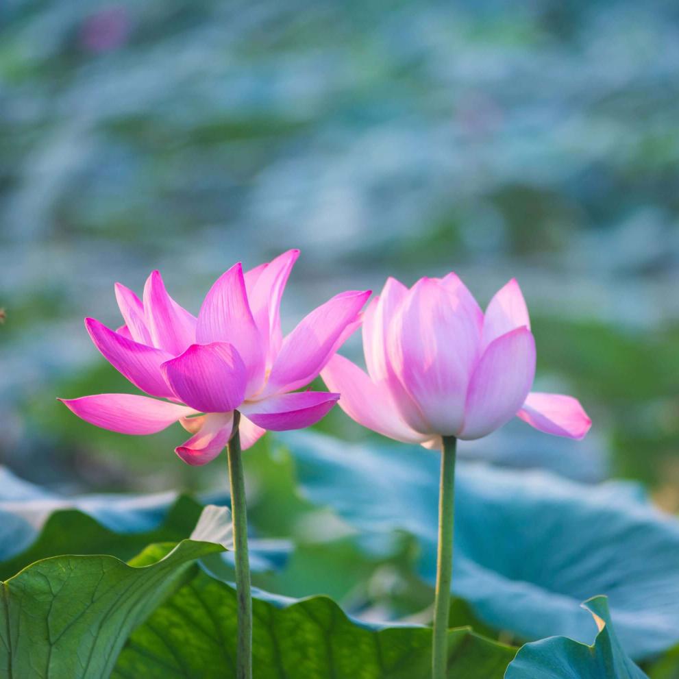刘桂香