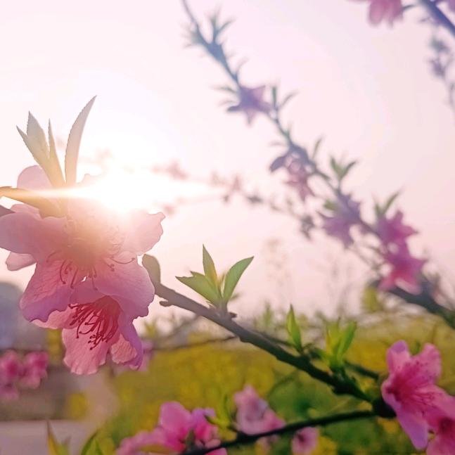 清锋