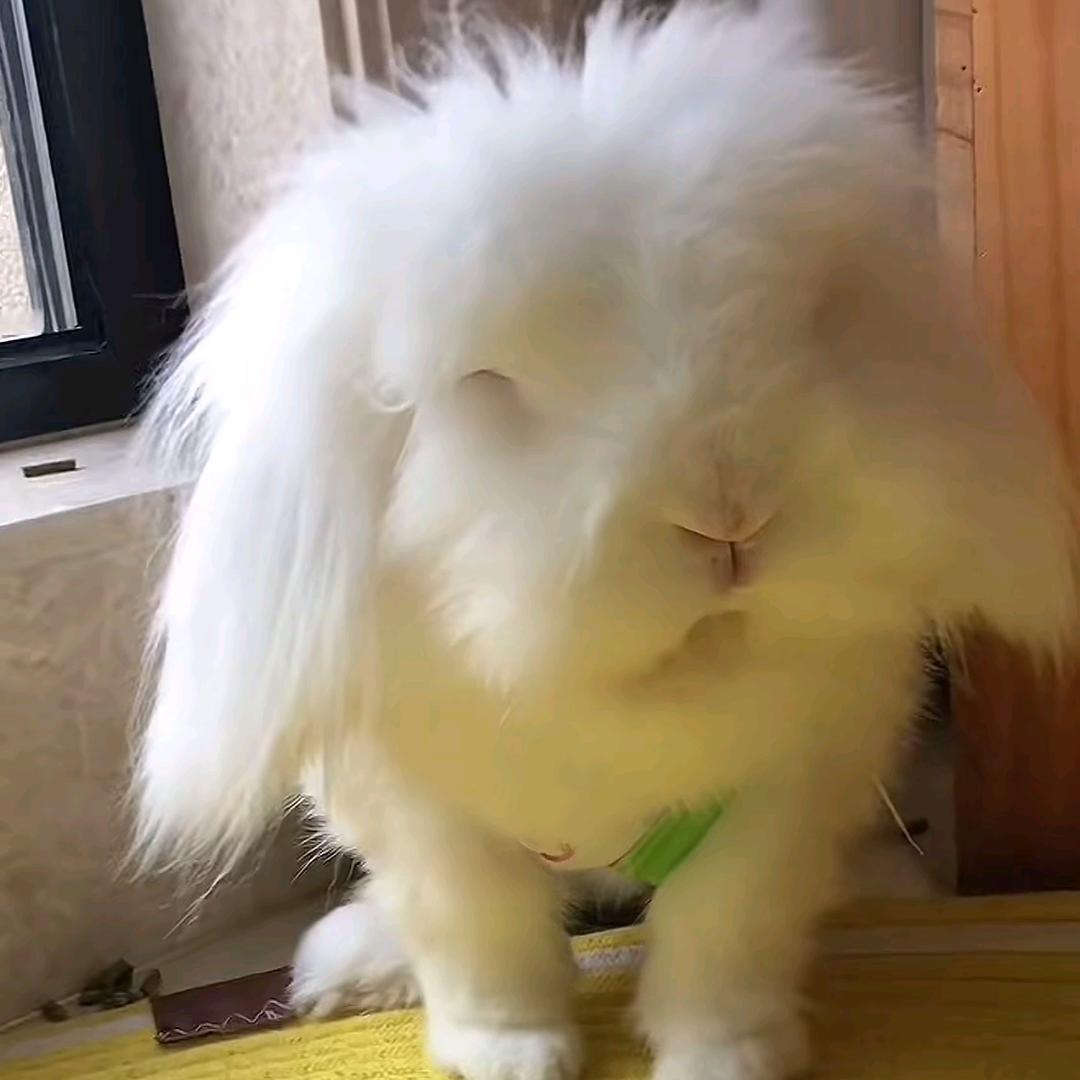 玉兔陈