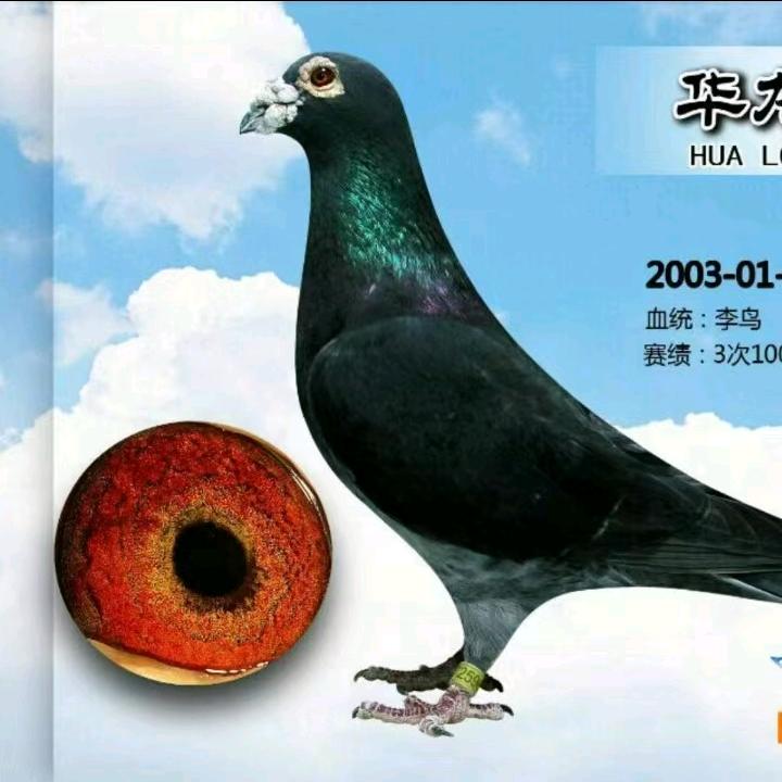 零号鸽舍